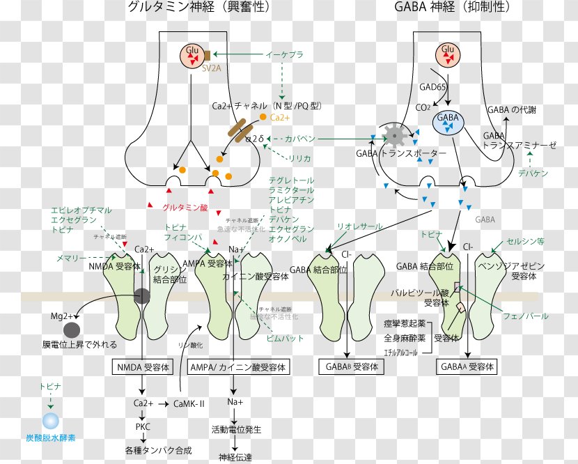 Anticonvulsant Mechanism Of Action Benzodiazepine Ethosuximide Epilepsy - Vigabatrin Transparent PNG