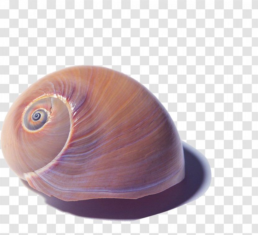 Seashell Shellfish - Snail Transparent PNG