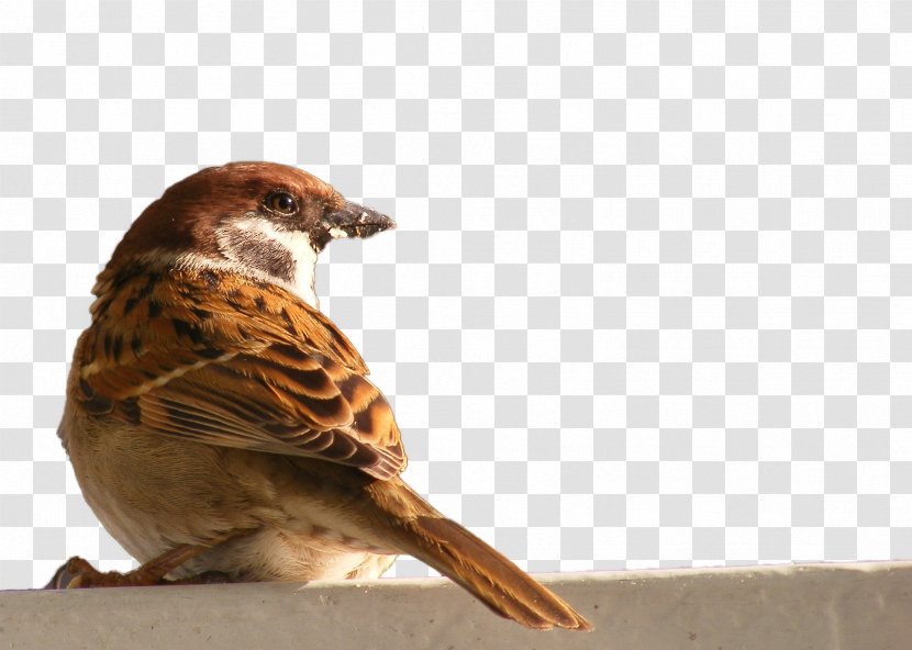 Bird House Sparrow - Common Blackbird - HD Transparent PNG