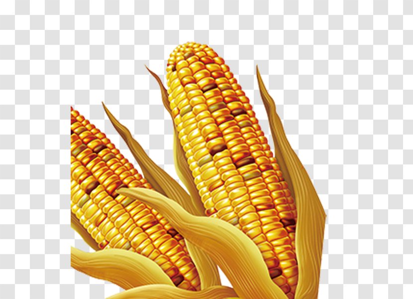 Maize Download - Sweet Corn Transparent PNG