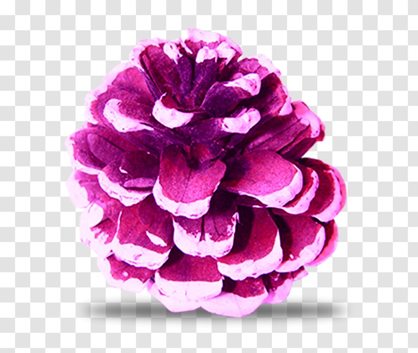 Pine Spruce Conifer Cone Download - Pink Family - Christmas Decoration With Purple Cones Transparent PNG