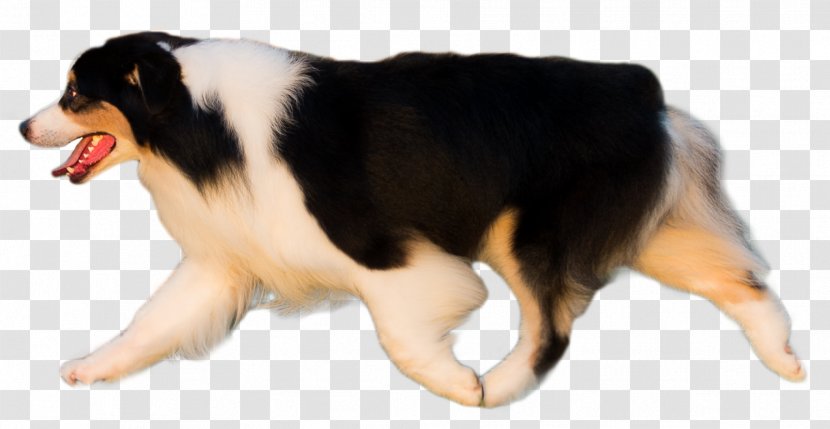 Australian Shepherd Dog Breed Miniature American English German - Puppy Transparent PNG