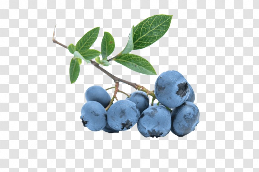 Blueberry Tea Highbush Transparent PNG