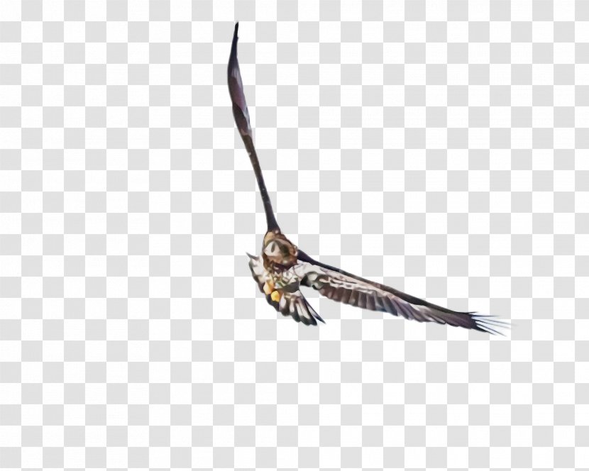 Feather - Peregrine Falcon - Eagle Wing Transparent PNG