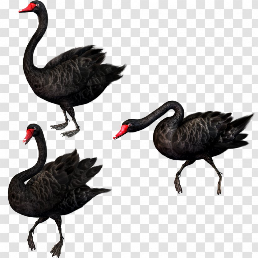 Black Swan Theory Bird - Beak - Free To Pull The Material Transparent PNG