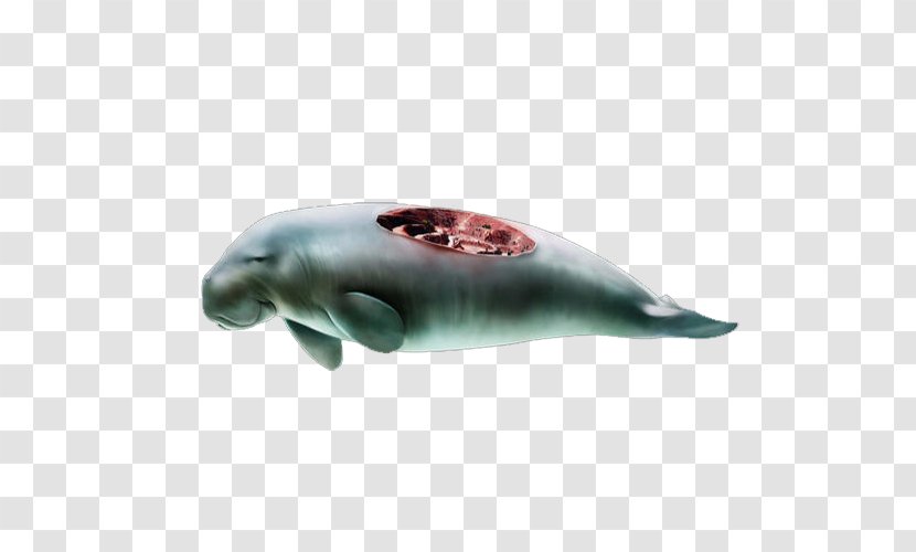 Dolphin Whale Download - Whales Dolphins And Porpoises - Rotten Transparent PNG