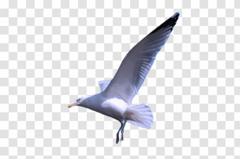 Feather - Gull - Tail Tern Transparent PNG