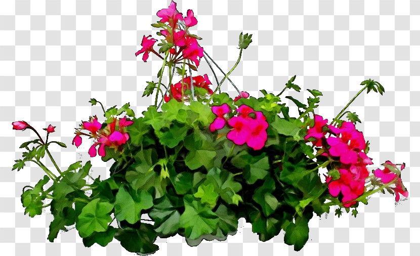 Flower Plant Petal Magenta Annual Plant Transparent PNG