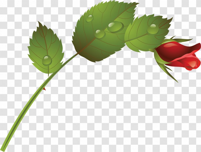 Flower .ru LiveInternet .li .fr - Li - RISE Transparent PNG