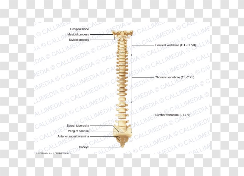 Line Angle - Joint Transparent PNG