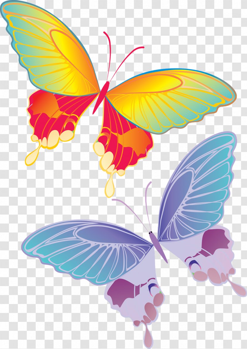 Butterfly - Color - Butterflies And Moths Transparent PNG