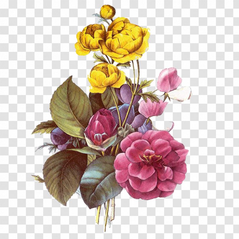 Garden Roses Watercolor Painting Flower - Rose Family Transparent PNG