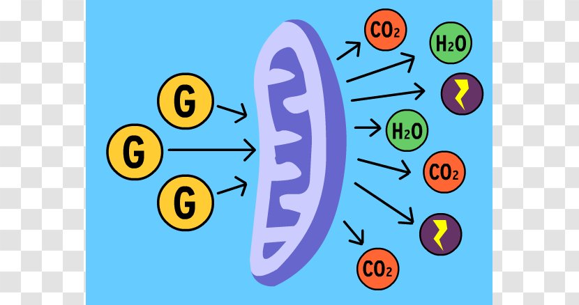 Cellular Respiration Photosynthesis Metabolism Clip Art - Glucose - Cliparts Transparent PNG
