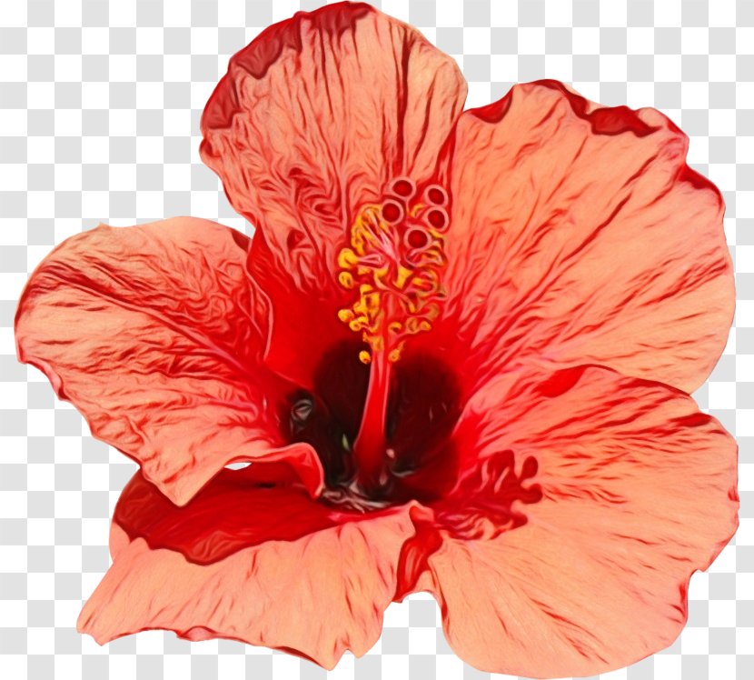 Flower Hibiscus Flowering Plant Hawaiian Petal - Mallow Family Transparent PNG