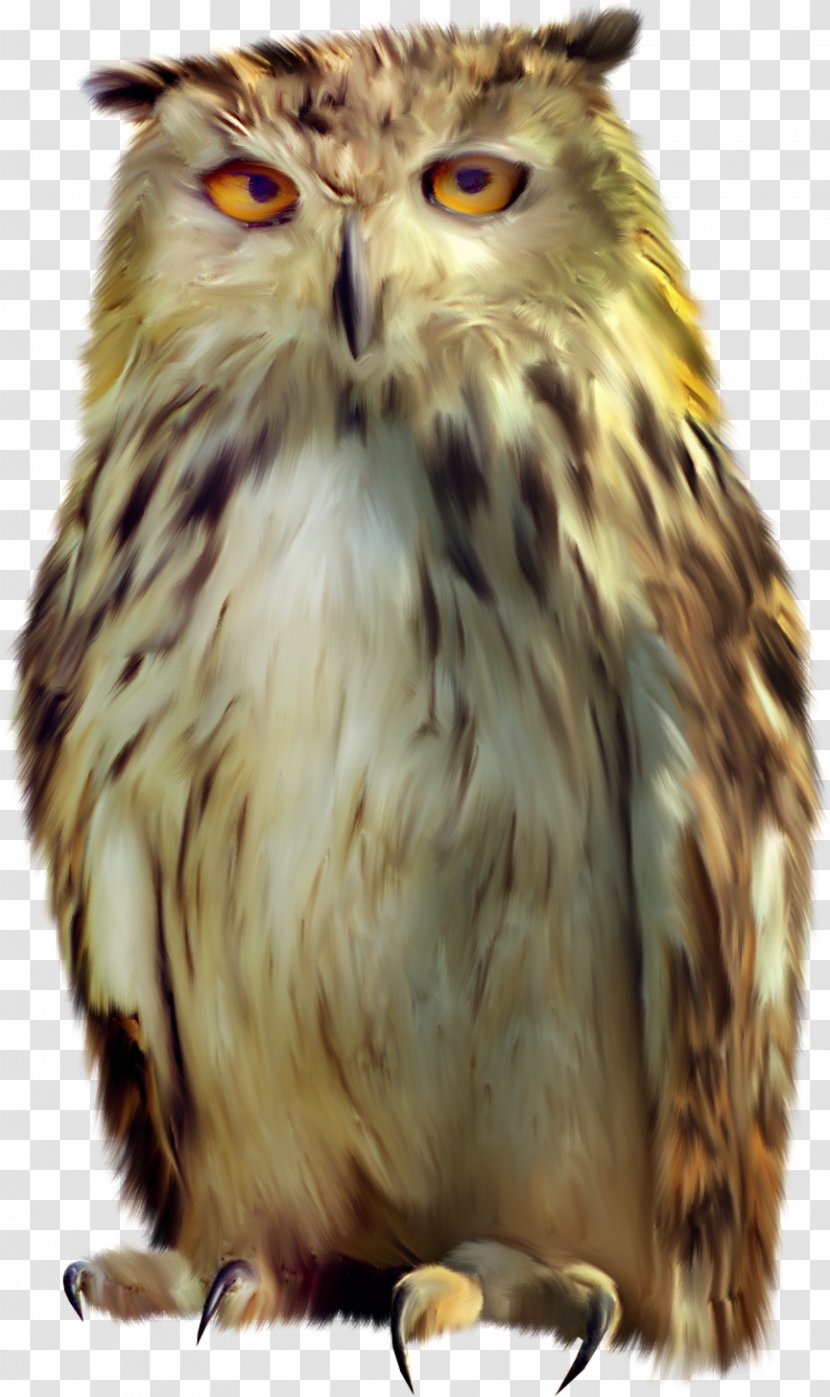 Tawny Owl Bird Clip Art - Animal - Baby Transparent PNG