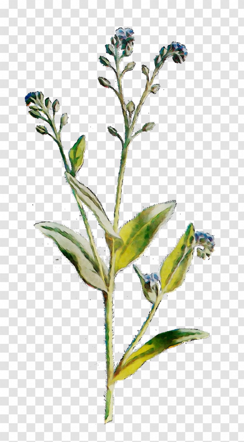Flowering Plant Stem Subshrub Herb - Pedicel Transparent PNG