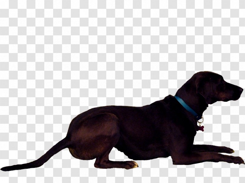 Labrador Retriever Redbone Coonhound Polish Hunting Dog Puppy Breed Transparent PNG