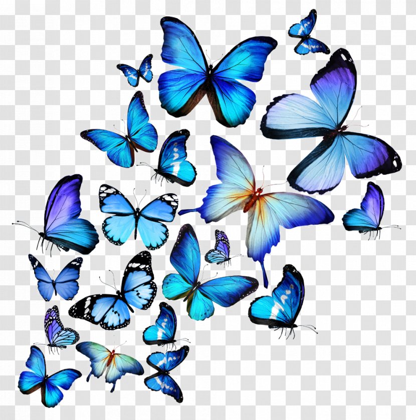 Butterfly Stock Photography Royalty-free Drawing Illustration - Monarch - Painted Transparent PNG