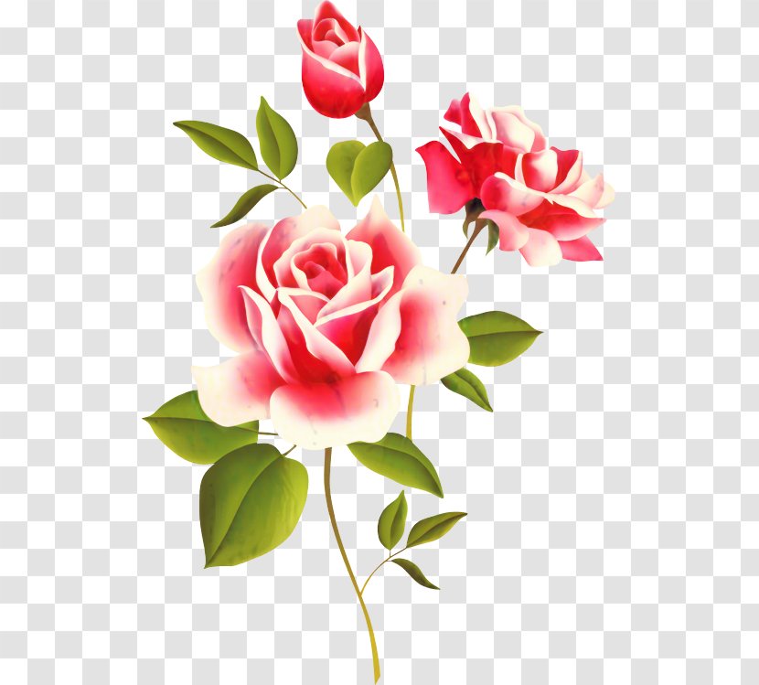 Still Life: Pink Roses Clip Art - Flowers - Bouquet Transparent PNG