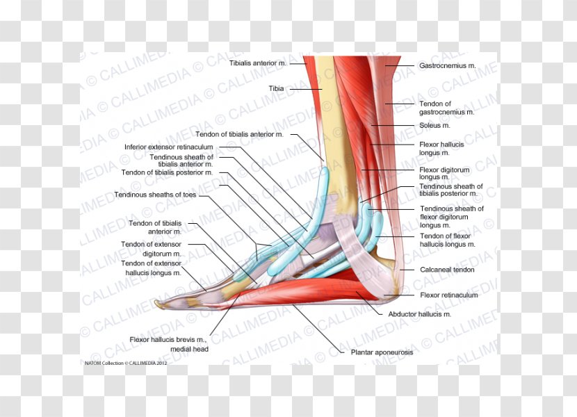 Elbow Foot Muscle Anatomy Aponeurosis - Heart - Tibia Transparent PNG