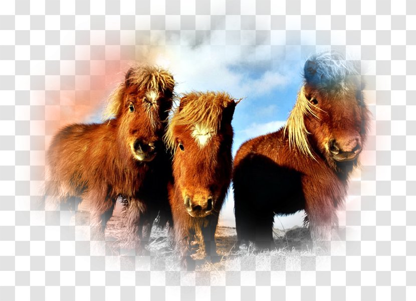 Shetland Pony Garrano Clydesdale Horse Fjord - Snout - Mountain And Moorland Breeds Transparent PNG