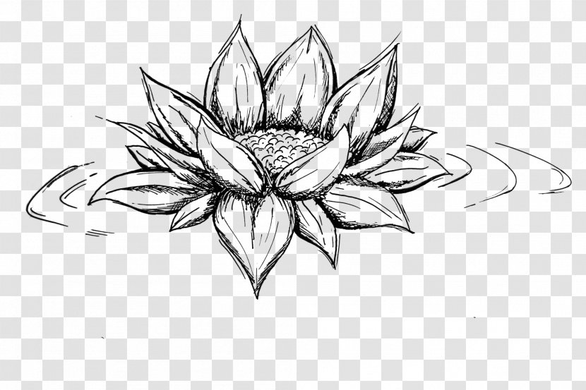 Line Art Symmetry Sketch - Drawing - Flower Transparent PNG