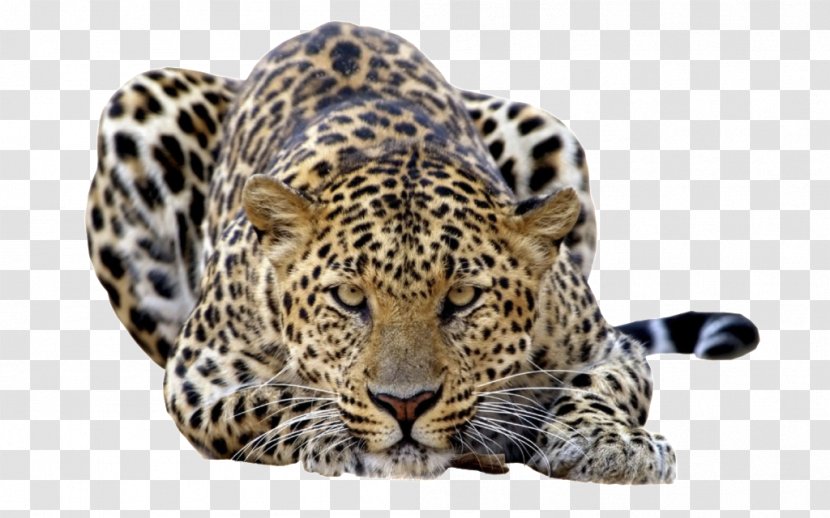 Amur Leopard Javan Felidae Wallpaper - Computer Transparent PNG