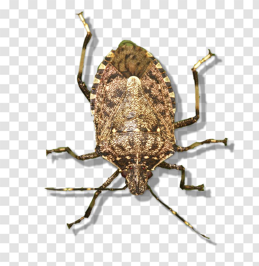 Brown Marmorated Stink Bug Eco Worldwide Solutions B.V. Weevil Pest Control Green Shield - Halyomorpha - Bugs In Garden Transparent PNG