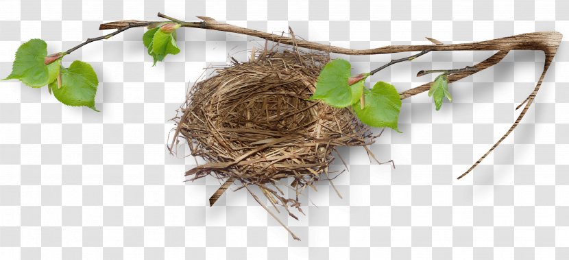 Bird Nest Egg Twig - Leaves Transparent PNG
