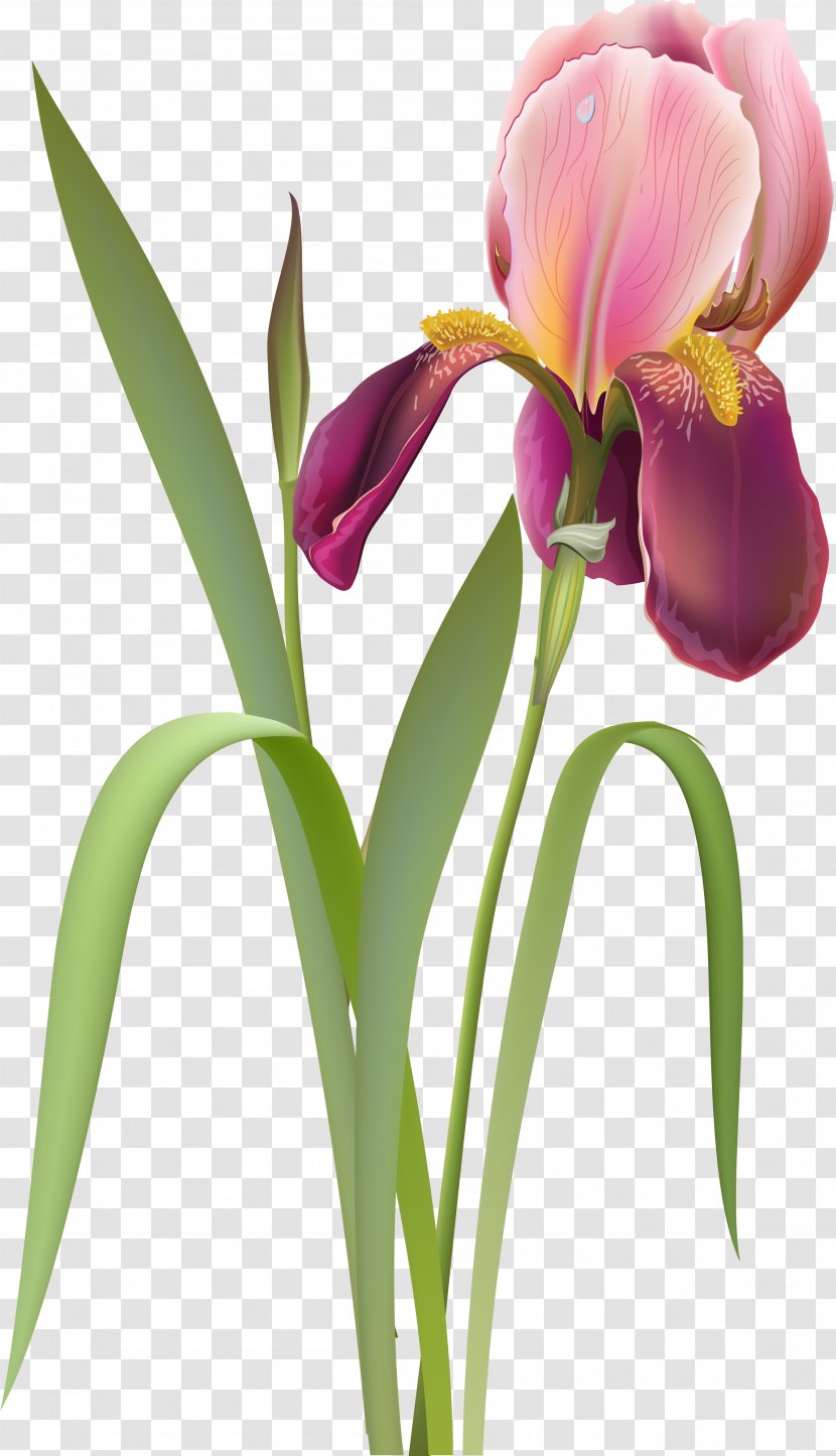 Cut Flowers Tulip Clip Art - Flower Transparent PNG