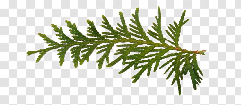 Fir Christmas Tree Day Rama - Spruce Transparent PNG