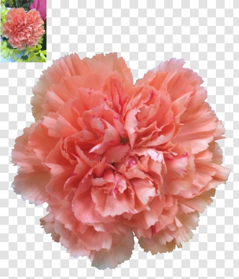 Carnation Art Clip - Mother S Day - CARNATION Transparent PNG