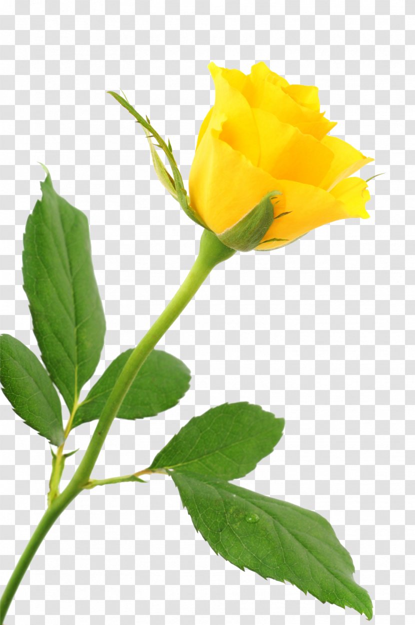 Beach Rose Yellow - Order - A Transparent PNG