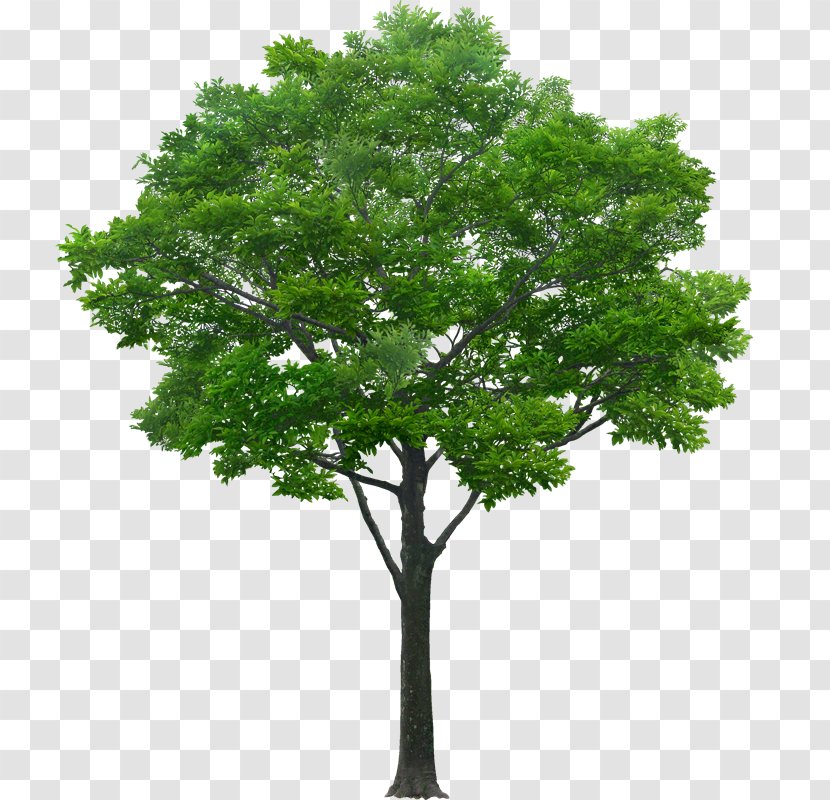 Tree Stock Photography Drawing - Woody Plant Transparent PNG