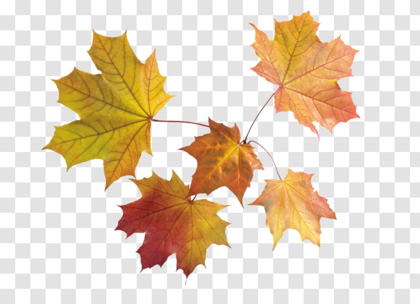 Image File Formats Autumn Leaf Color - Tree Transparent PNG