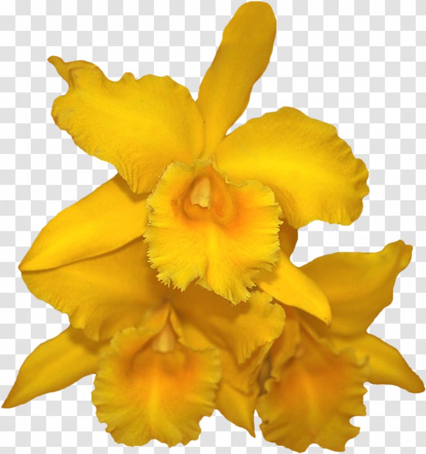 Cattleya Orchids Blog Cut Flowers Clip Art Transparent PNG