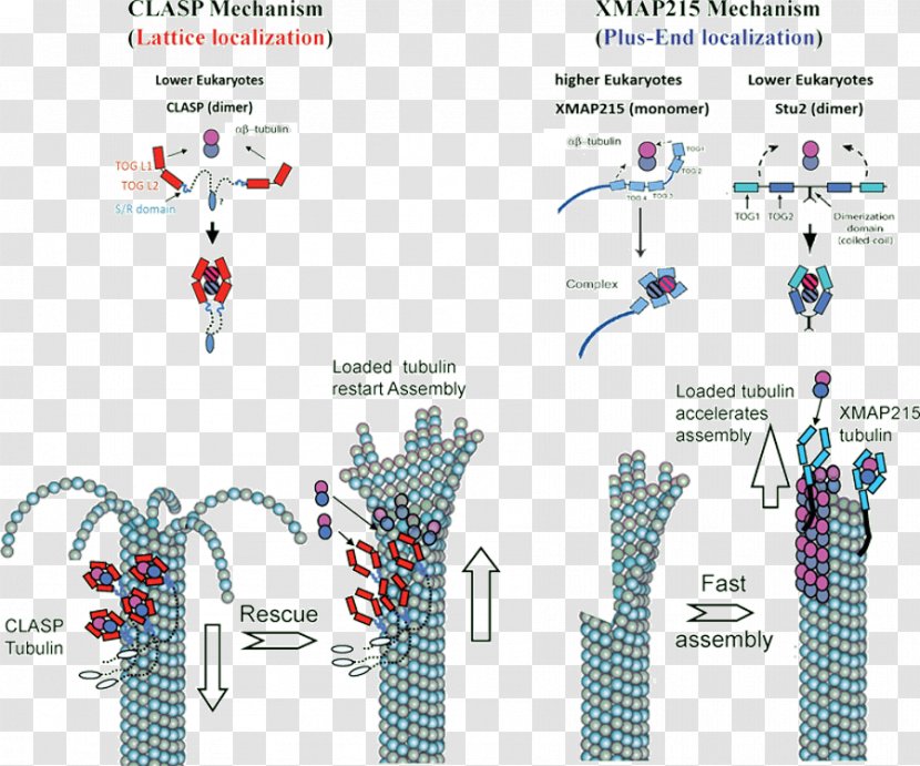 Microtubule Tubulin Depolymerization Kinetochore - Meter - Physical Structure Transparent PNG