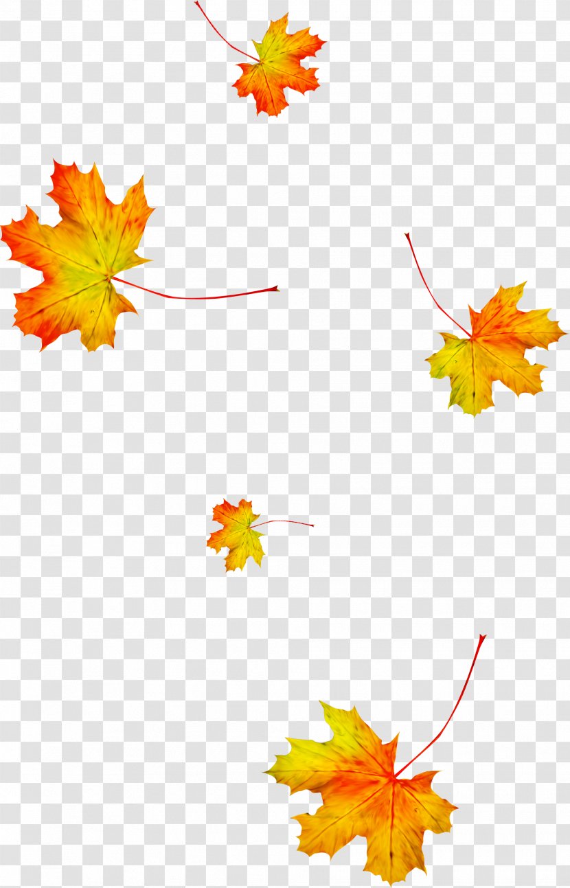 Maple Leaf - Floral Design - Autumn Transparent PNG