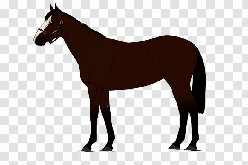Belgian Horse American Quarter Arabian Saddlebred Equestrian - Thoroughbred Transparent PNG