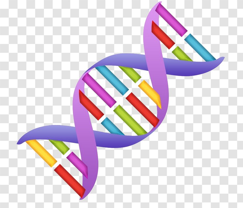 Nucleic Acid Double Helix DNA Clip Art - Dna Replication Transparent PNG