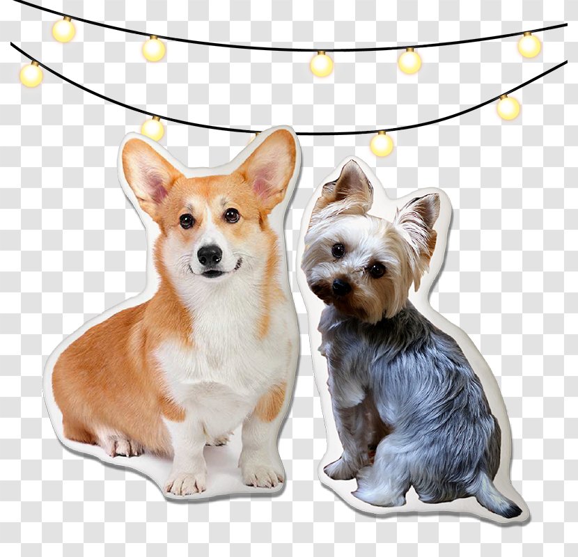 Chihuahua Puppy Pembroke Welsh Corgi Portuguese Podengo Cardigan - Obedience Training - Hand-painted Dog Transparent PNG