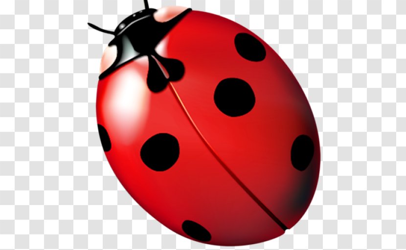 Ladybird Beetle Clip Art - Photography - Design Transparent PNG