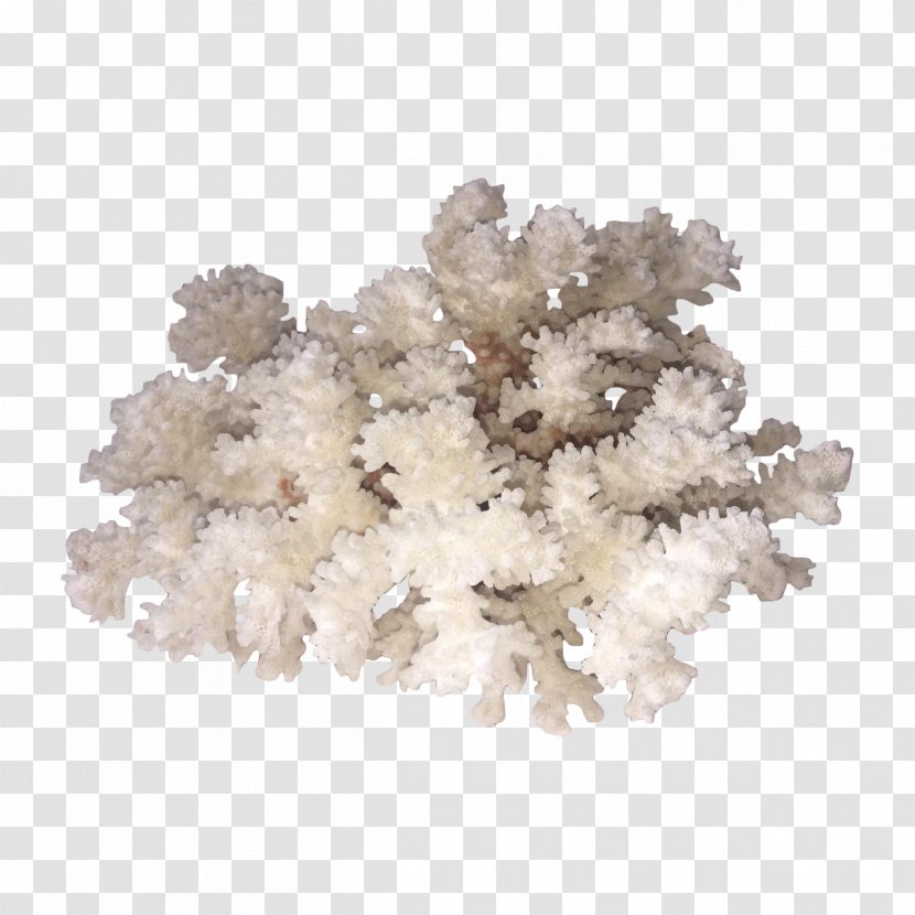 Coral Cabinetry Biological Specimen Chairish Drawer - Do It Yourself Transparent PNG
