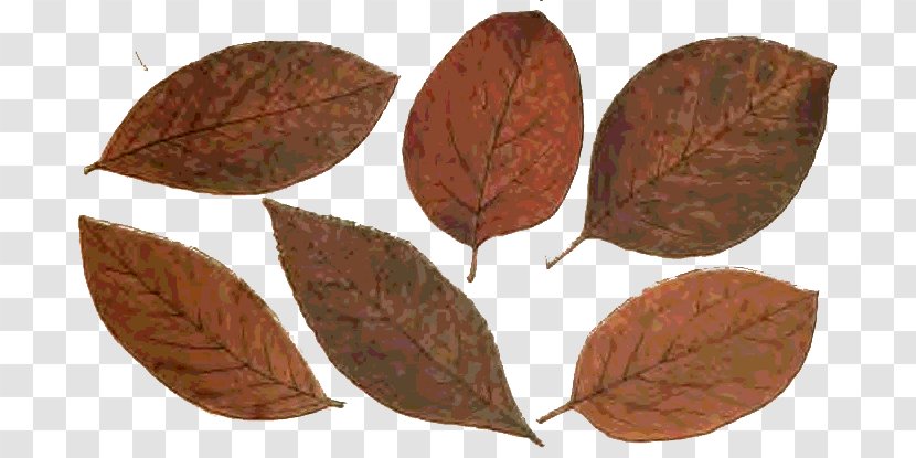 Leaf Autumn Plant Stem Art - Botanical Illustration - Mil Transparent PNG