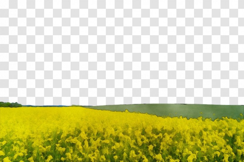 Rapeseed Field Canola Yellow Mustard - Natural Environment - Landscape Brassica Rapa Transparent PNG