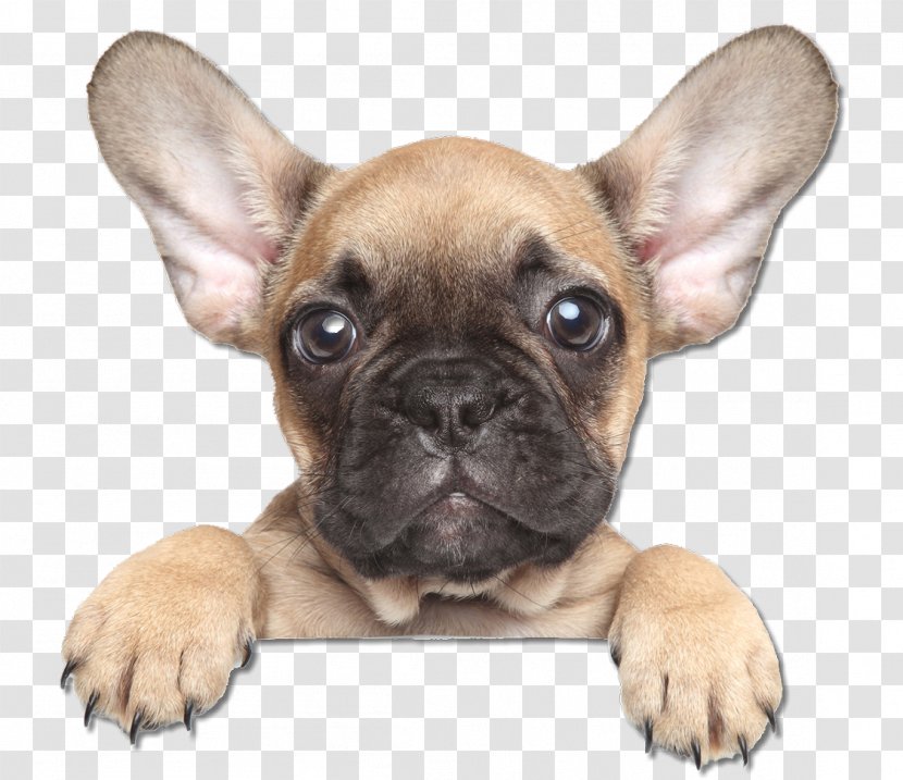 French Bulldog The Puppy Training Handbook: How To Raise Dog Of Your Dreams Australian Shepherd - Olde English Bulldogge - Face Transparent PNG