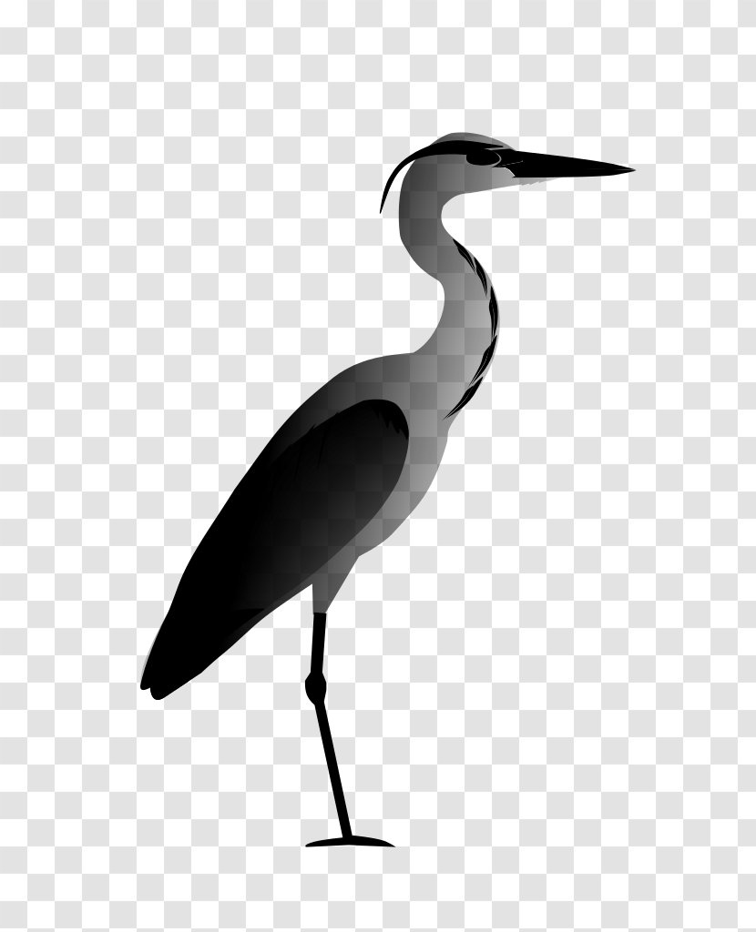 Stork Ibis Water Bird Beak - Crane - Great Blue Heron Transparent PNG