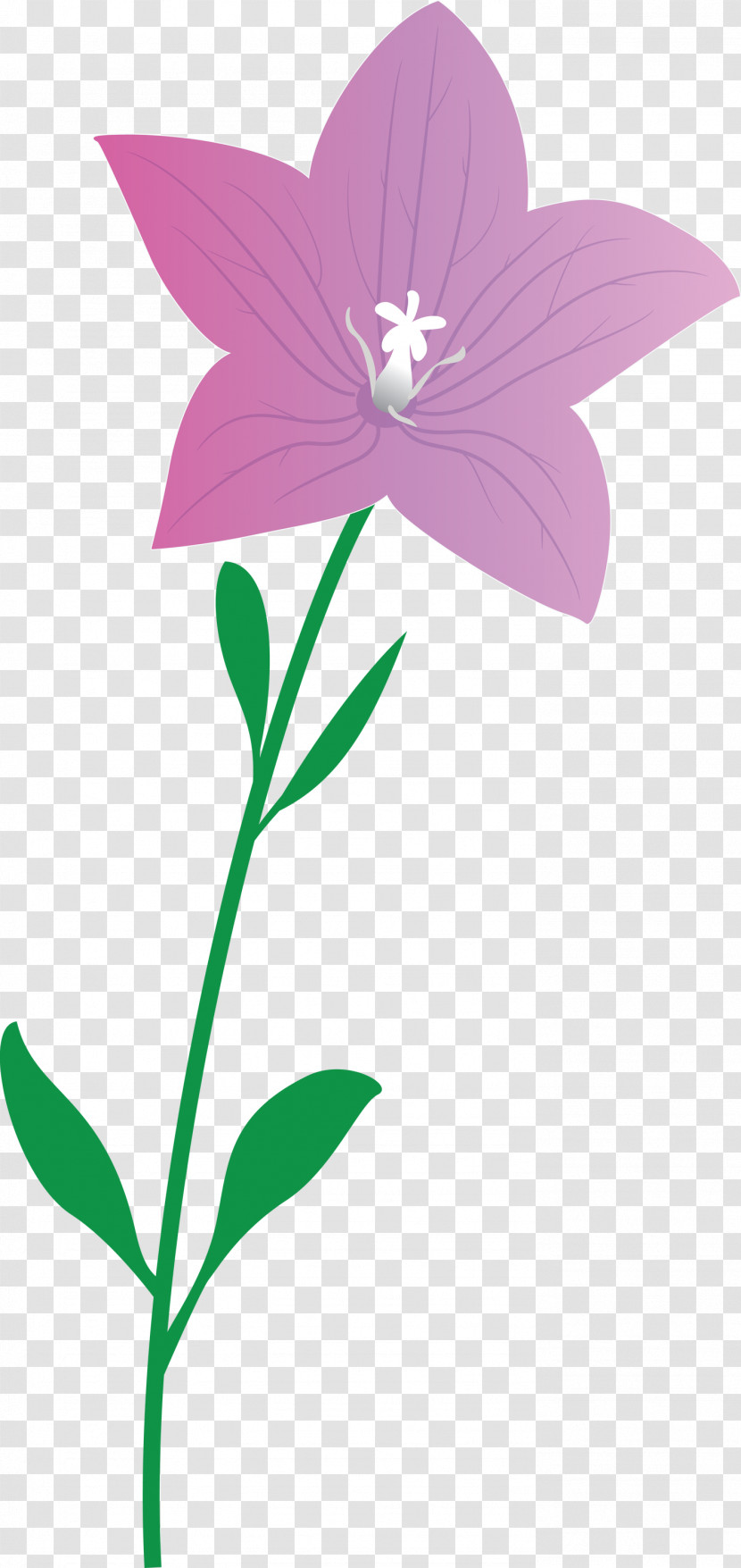 Balloon Flower Transparent PNG