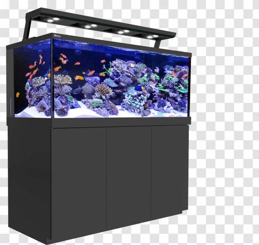 Red Sea Reef Aquarium Coral - Undersea Transparent PNG
