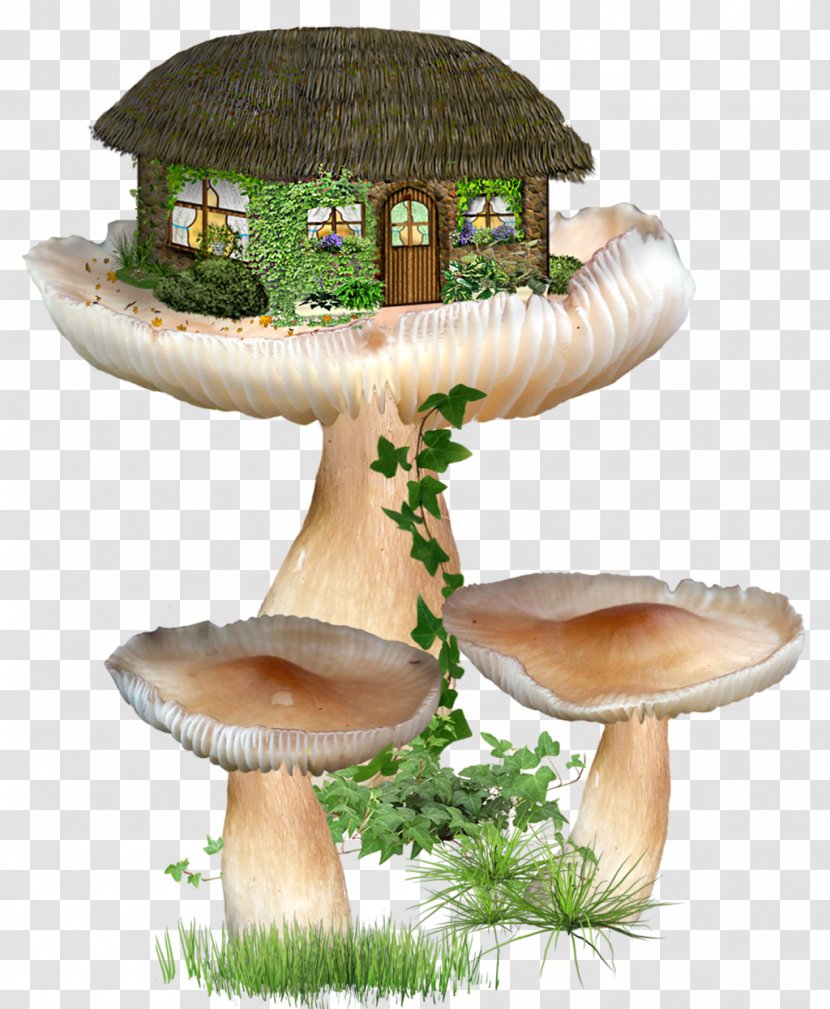 Fairy - Edible Mushroom - Oyster Transparent PNG